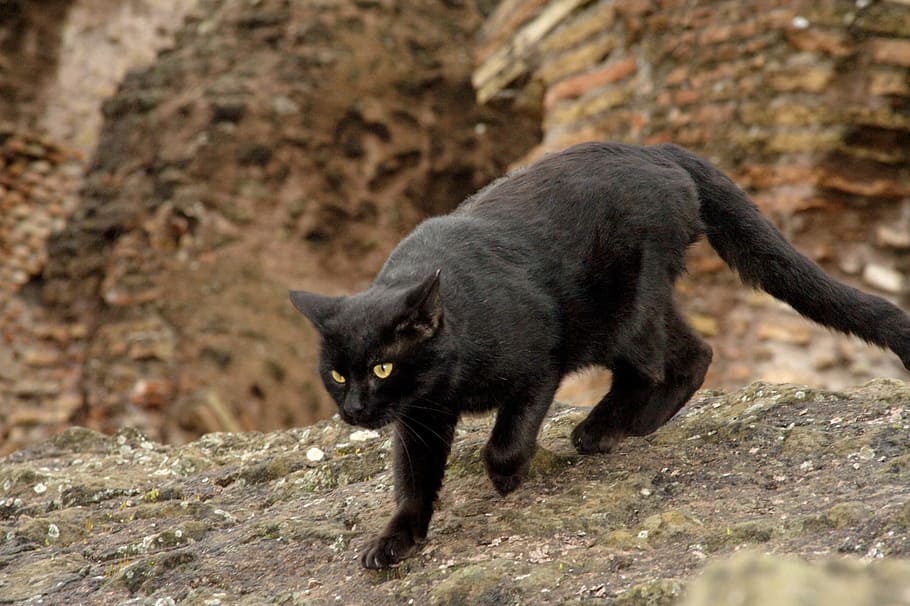 closeup, photo bombay cat, Bombay cat, cat, animals, black, colloseum, rome, italy, one animal
