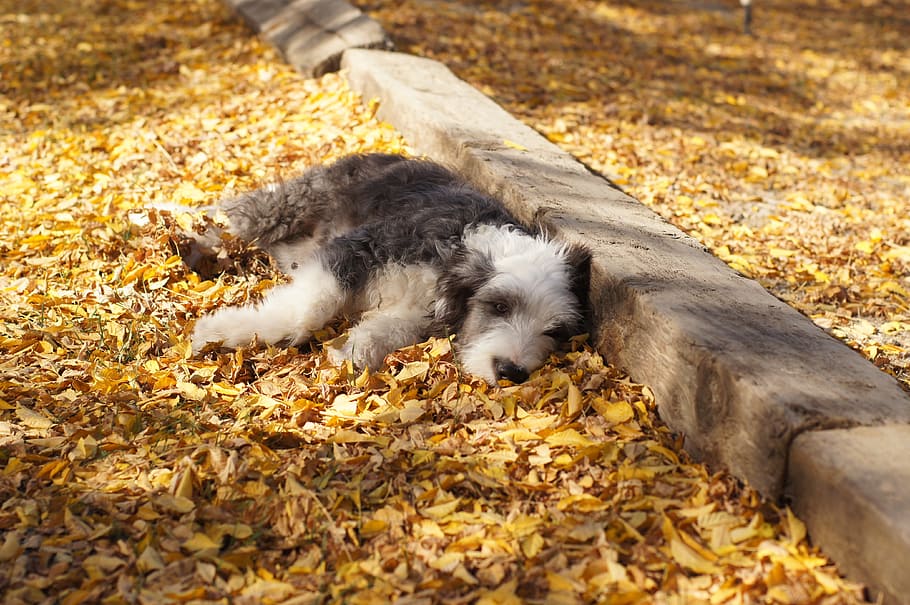 Otoño, hojas, cachorro, perro pastor, descansando, dorado, fondo de hojas de otoño, hojas de otoño, hoja, animal