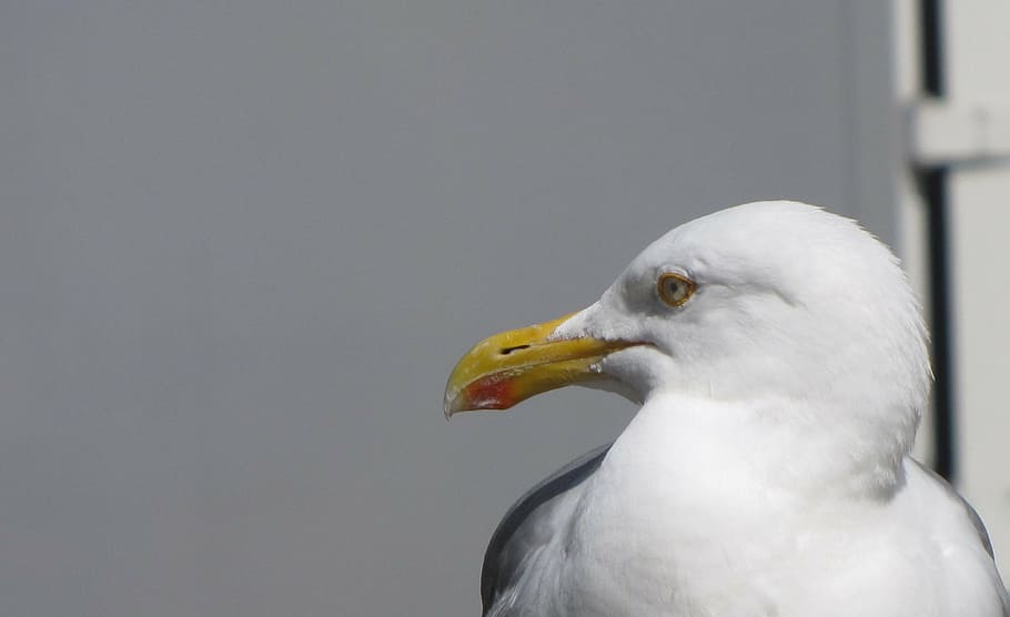 lurking, food, seagull, wait, bill, bird, animal, wildlife, nature, beak