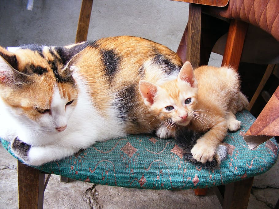 white, orange, black, calico, cat, kitten, blue, fabric chair, cats, animals