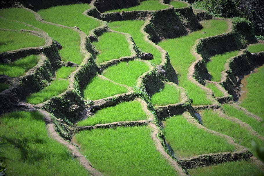 agriculture, nature, travel, rice, terrace, field, food, green color, plant, growth