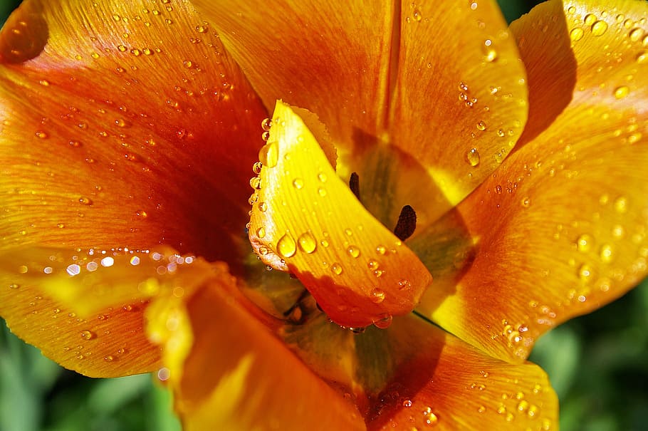 Amarelo, Tumor, Laranja, Tulipa, Fechar, tumor amarelo, tulipa laranja, primavera, flores, flor de primavera
