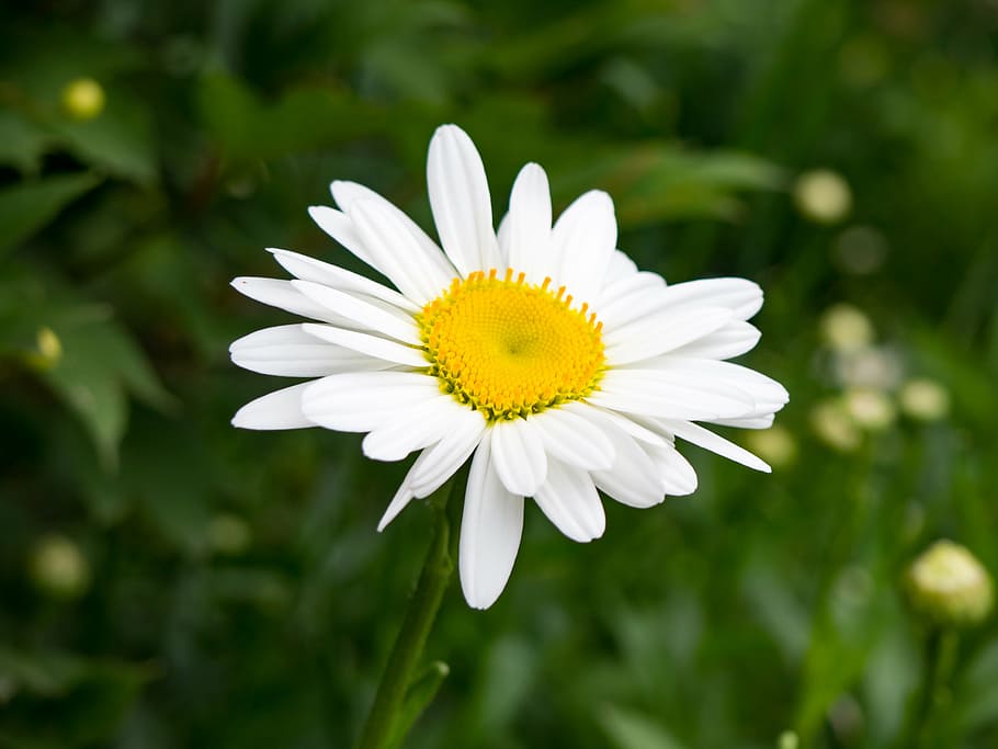 putih, bunga petaled, mekar, daun bunga, kuning, bunga, taman, alam, tanaman, outdoor