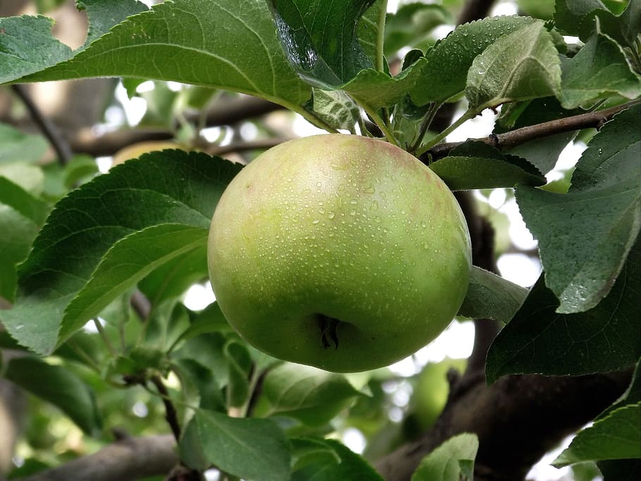 nature, apple on the branch, green apple, fruit, healthy eating, food, food and drink, plant, plant part, leaf