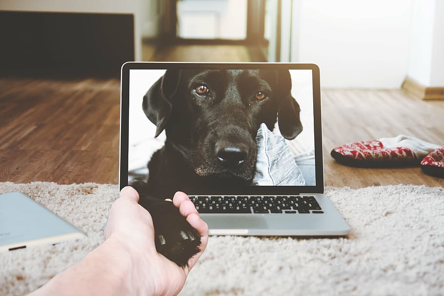 black, labrador retriever screengrab, laptop, apple, macbook, computer, browser, bed, room, dog