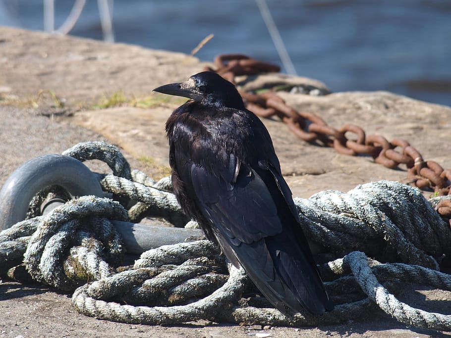 Bird, Port, Feather, Animal World, carrion crow, animal themes, nature, outdoors, day, animals in the wild