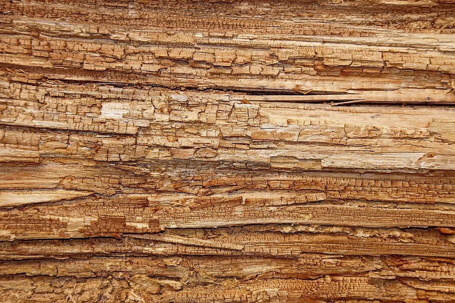 Rotting and decaying wooden board