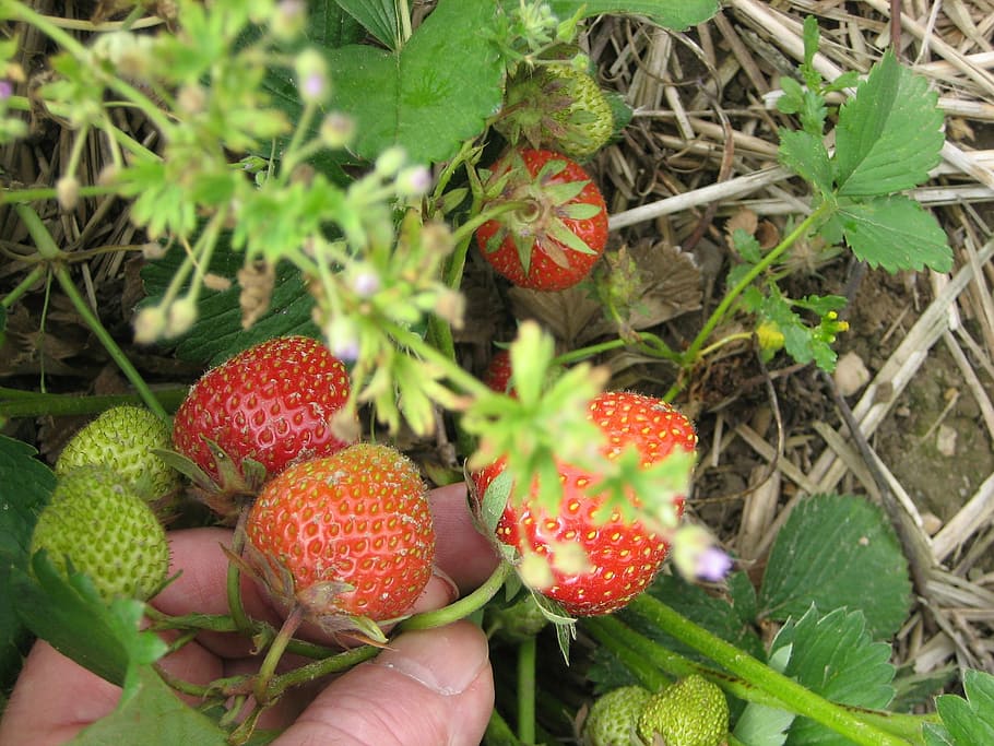 edbeere, strawberries, picked, fruit, fruits, food, still life, still, vitamins, healthy