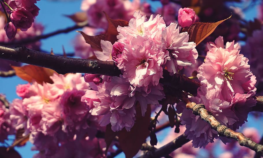 bunga, bunga sakura, pohon, alam, tanaman, musim semi, mekar, botani, flora, merah muda