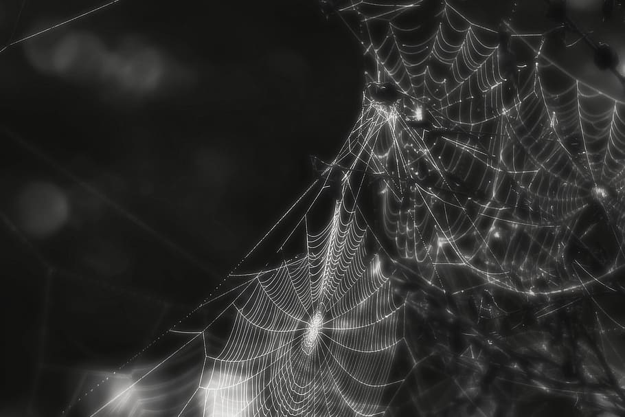 spider, web, cobweb, insect, creepy, black and white, macro, nature, outside, arachnophobia