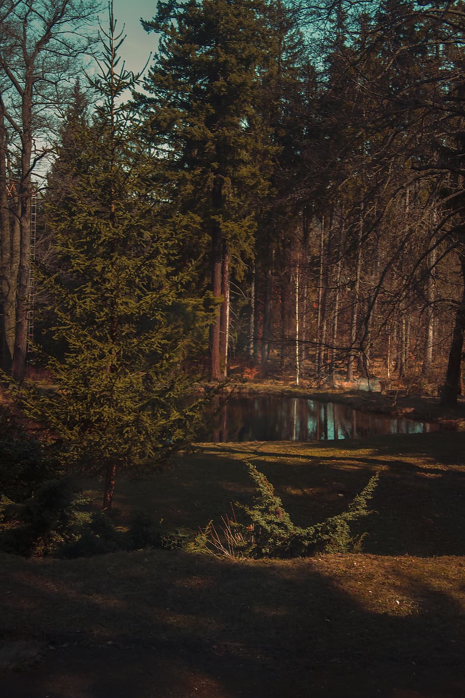 lago, estanque, agua, paisaje, naturaleza, espejo, reflexión, jardín,  árbol, oscuro | Pxfuel