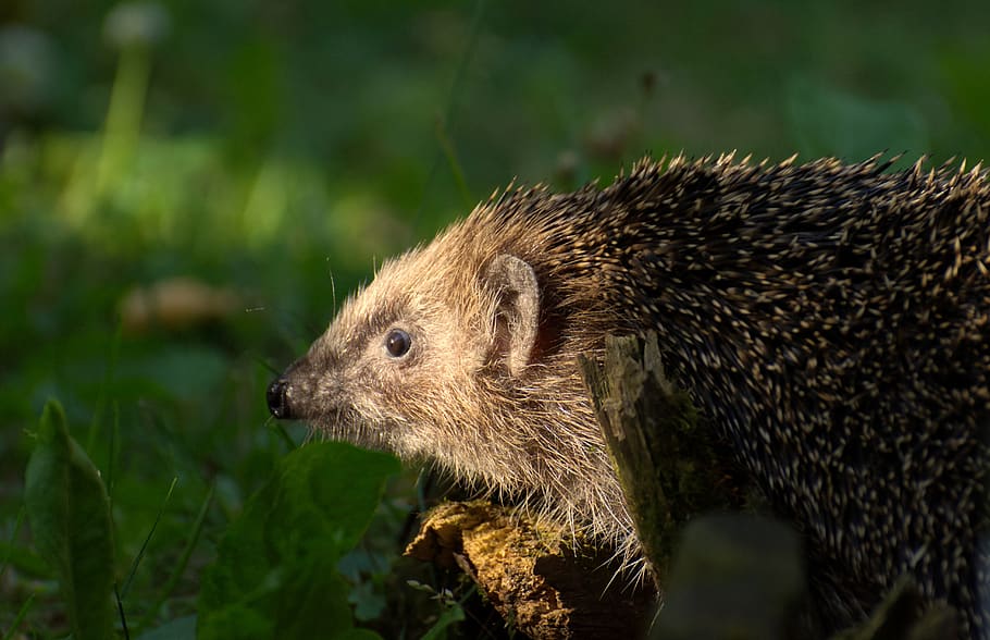 hedgehog animal, spur, nature, mammal, hannah, prickly, cute, crepuscular, animal world, nocturnal