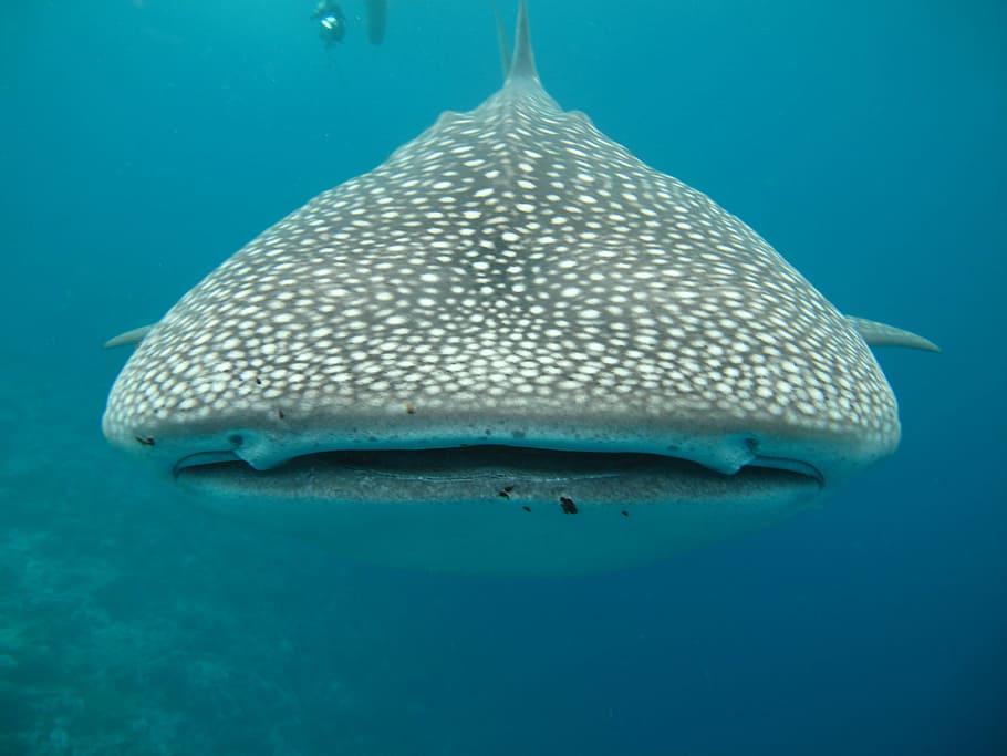 abu-abu, putih, hiu paus, badan, air, maldives, laut, ikan, bawah air, vertebrata
