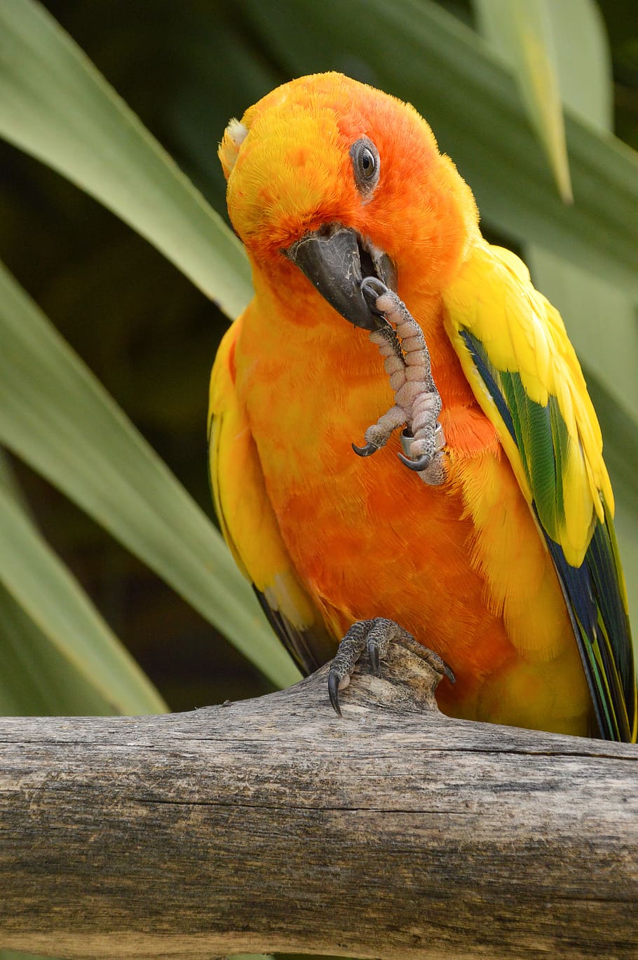 parrot, sun conure, tropical, parakeet, feather, colorful, exotic, animal, yellow, cute