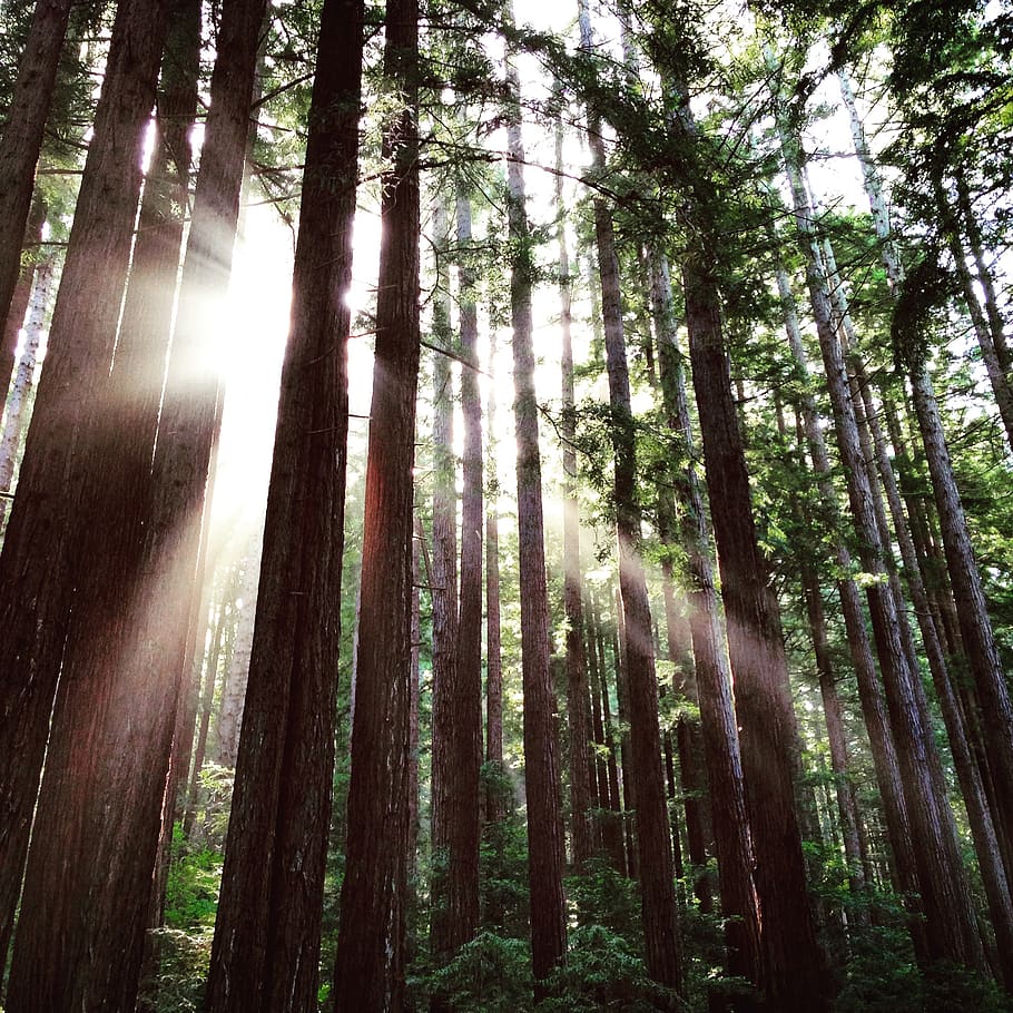 Redwood, pohon, sinar matahari, California, hutan, tinggi, alam, belukar, matahari, cahaya