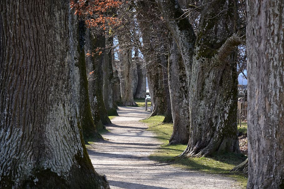 pathway between trees, tree lined avenue, avenue, trees, away, nature, oak, alter weg, trail, tree