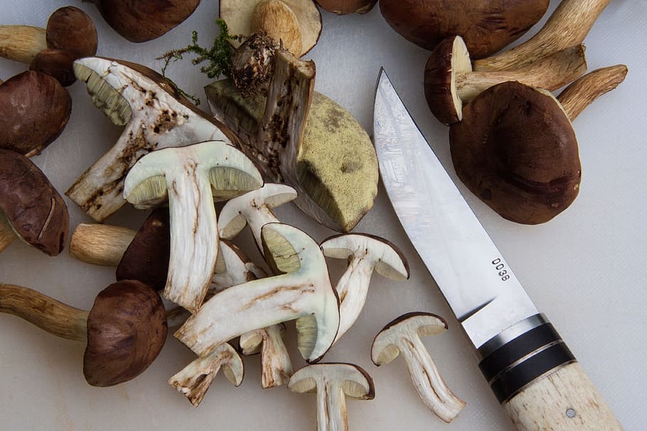 sliced, mushroom, gray, knife, gathering, boletus badius, blue mushroom, called brown cap, worm eaten, popular