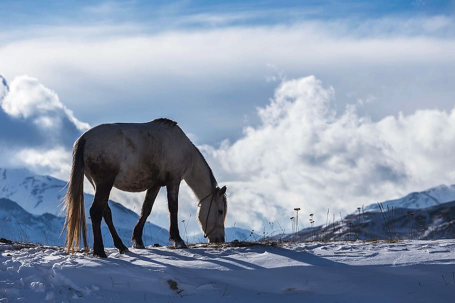 salju musim dingin, es, Kuda, musim dingin, salju, alam, hewan, alami, liar, gunung