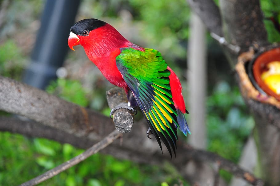 bird, tropics, parrot, animal themes, multi colored, animal, vertebrate, animal wildlife, tree, macaw