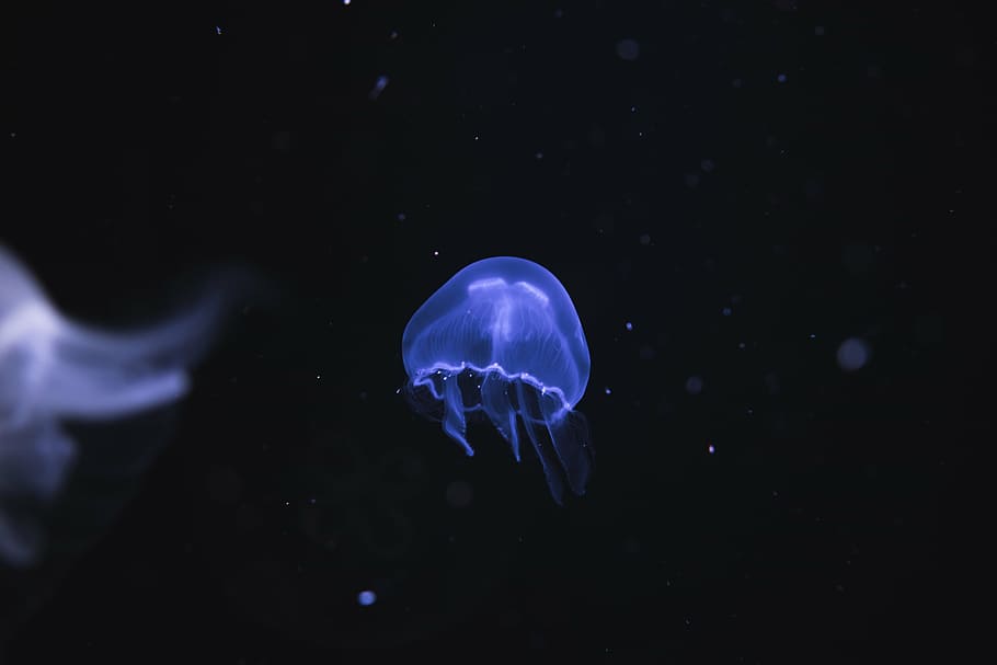 biru, ubur-ubur, gelap, tempat, air, hewan, bawah air, cahaya, malam, tidak ada orang