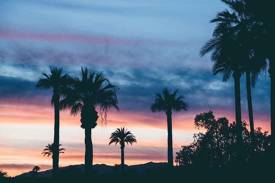 green, leafed, trees, sunset, palm, tree, silhouette, dusk, palm trees, clouds