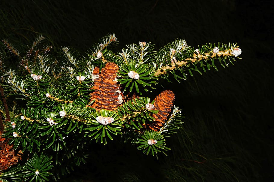 fir, tannenzweig, pine cones, needles, green, branch, macro, pine-like, periwinkle, tree