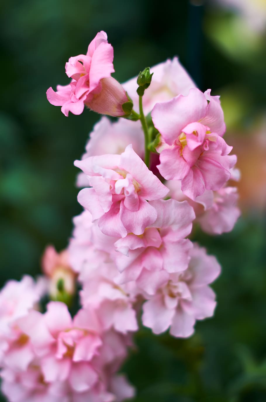 pink, flowers, macro, garden, soft, fresh, bloom, blossom, botany, outdoors