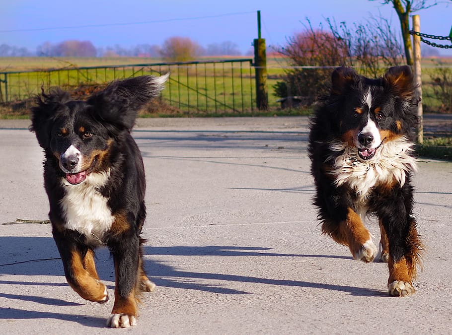 bernese mountain dog, race, run, two, two dogs, dogs, jogging, animals, domestic, pets