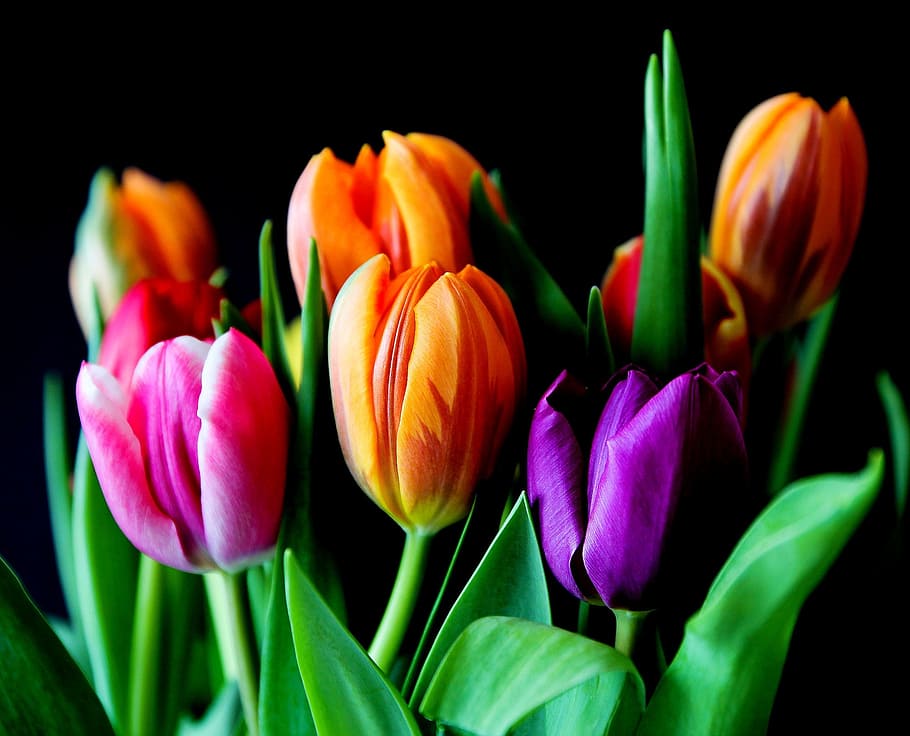 orange, tulips, bloom, flowers, bouquet, cut flowers, colorful, color, plant, violet