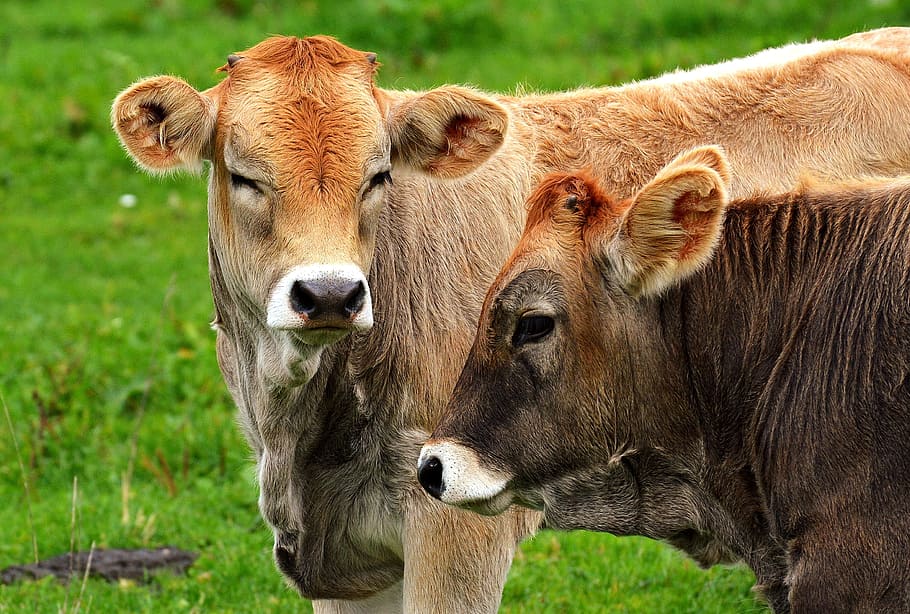 two, brow cows, standing, green, grass, cow, allgäu, cows, cute, ruminant