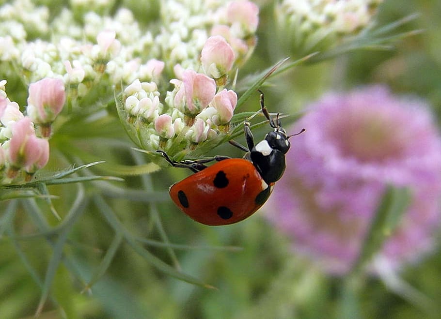 ladybug, ladybird, sedmitečné, macro, flower, flowering plant, plant ...