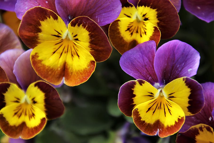 flowers, garden, pansies, blooming, yellow, the petals, plant, violet, pansy, decorative