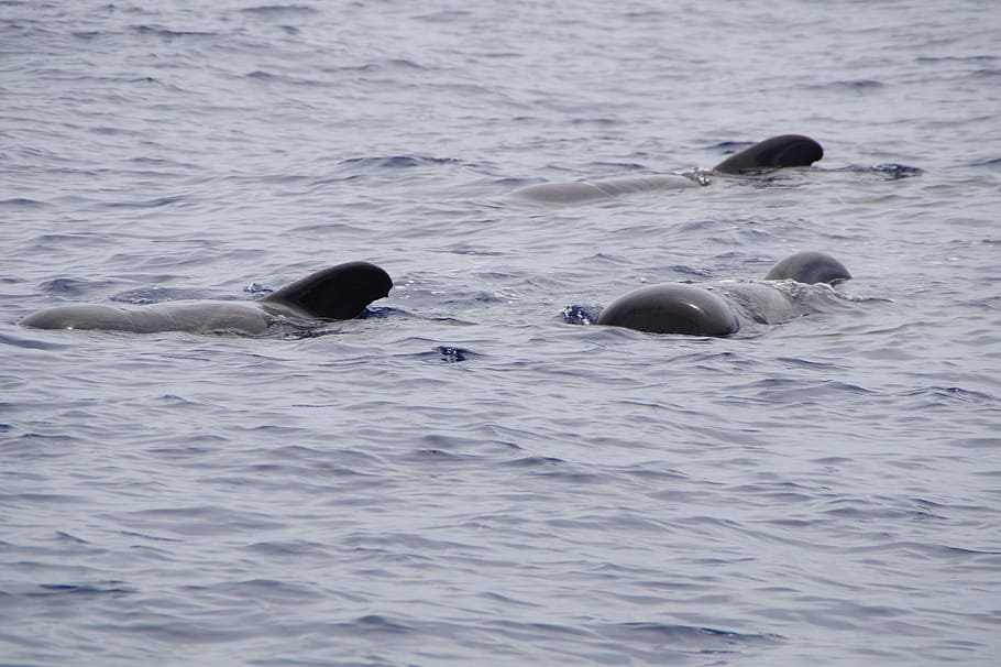 Whales Pilot Pilot Whales Marine Mammals Whales Water