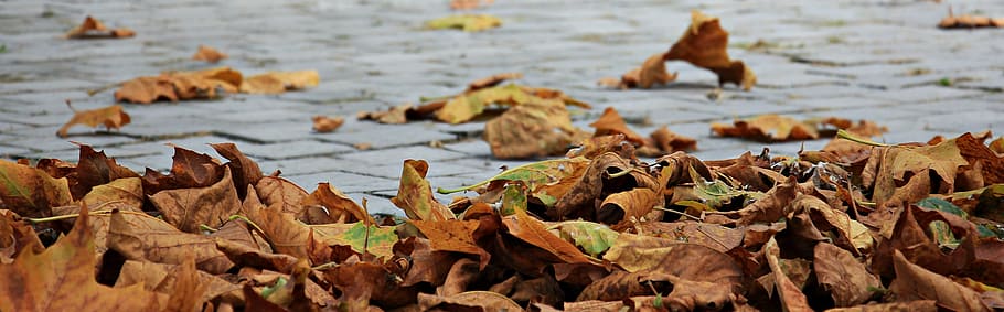 primer plano, fotografía, seco, hojas, cuerpo, agua, otoño, otoño dorado, hojas en otoño, follaje de otoño