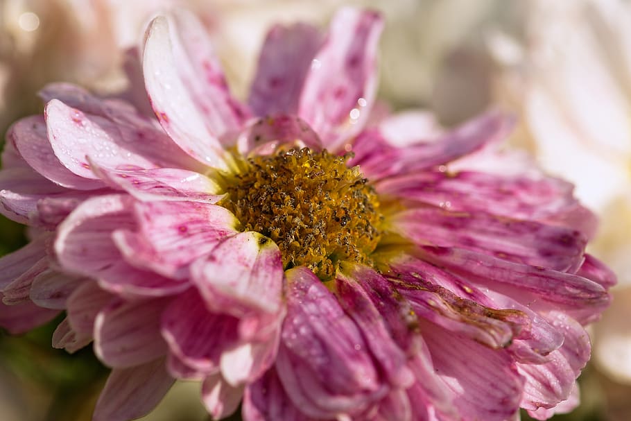 aster, pollen, petals, bush, stamp, pink, herbstaster, bloom, autumn, close up