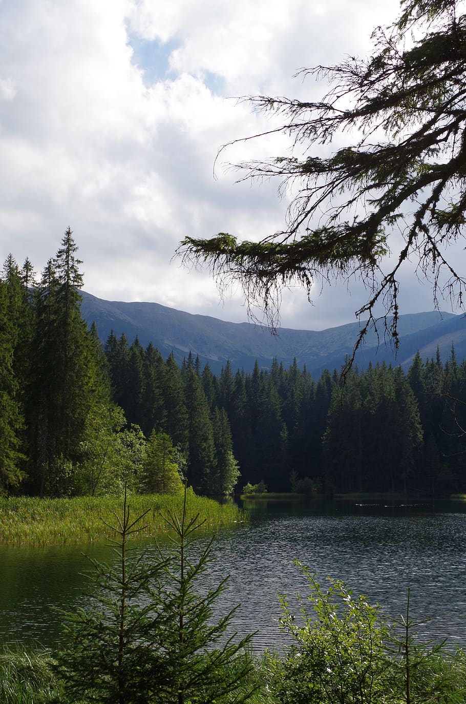 clear, lake, slovakia, water, forest, mountains, trees, tree, plant, beauty in nature