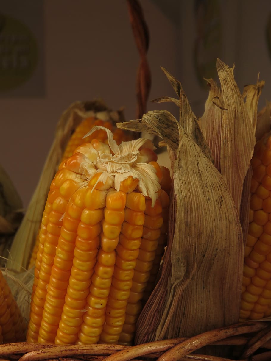corn, food, grain, food and drink, vegetable, healthy eating, wellbeing, freshness, corn on the cob, sweetcorn