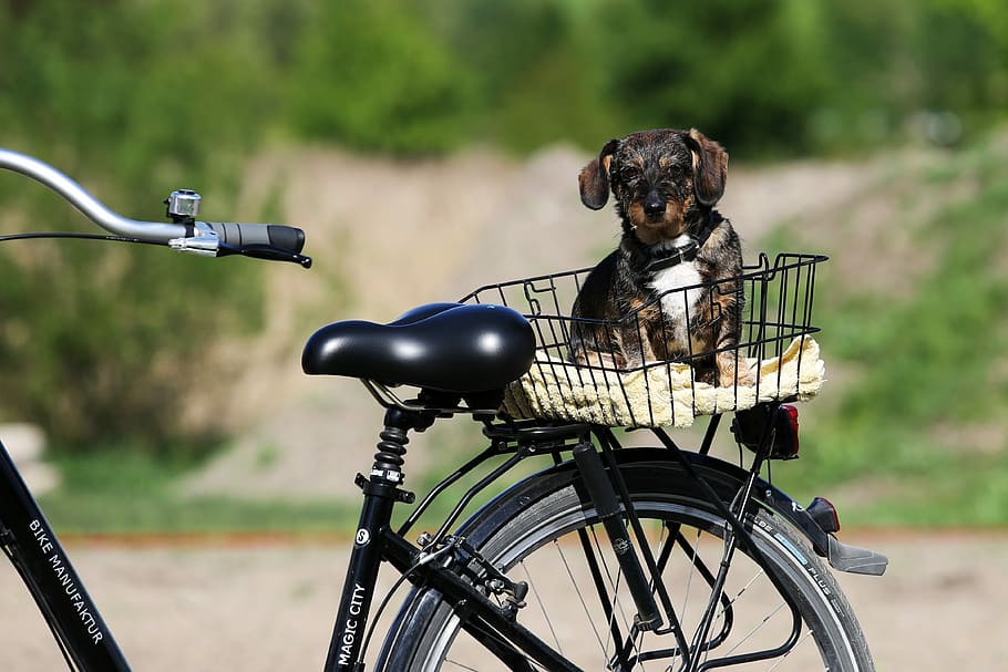 cachorro, estante de carga de bicicleta, durante el día, bicicleta, perro, verano, transporte, modo de transporte, estacionario, canasta de bicicleta