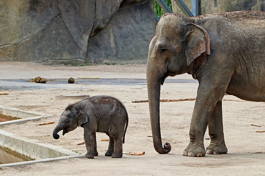 gray, calf, Elephant, Baby, Proboscis, baby elephant, animals, africa, zoo, tusks