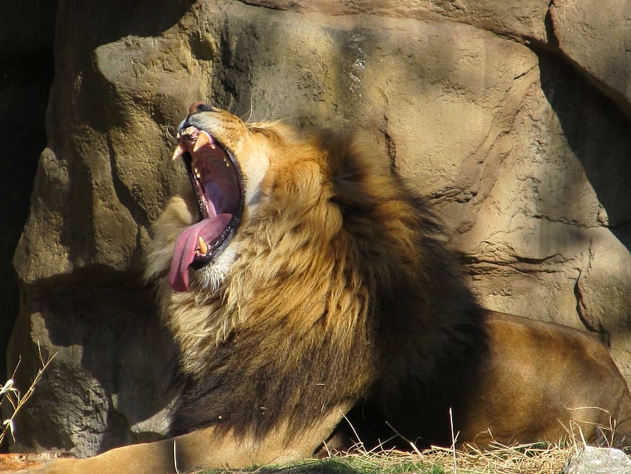 singa menguap, pria, margasatwa, alam, gigi, lidah, mulut, licik, kebun binatang, habitat