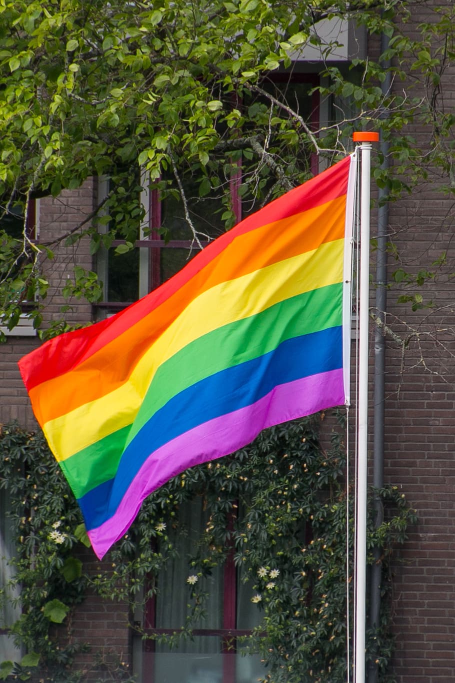 rainbow flag, pride, gay, love, homo, colorful, flag, lgbt, multi colored, plant