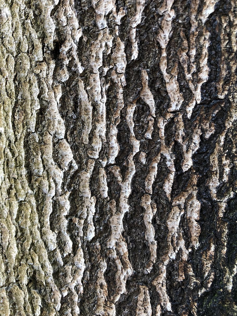 pattern, bark, wood, rough, tree, nature, dry, texture, full frame, textured