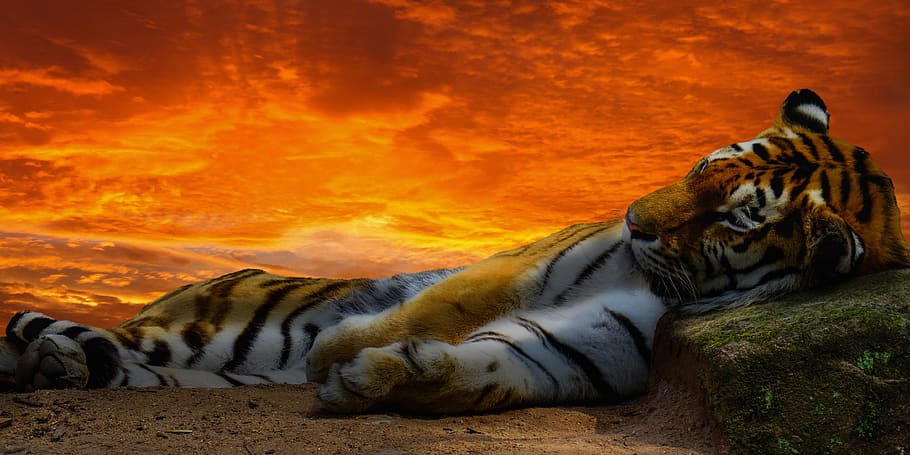 animal world, tiger, predator, big cat, wild, tired, rest, break, sunset, editing