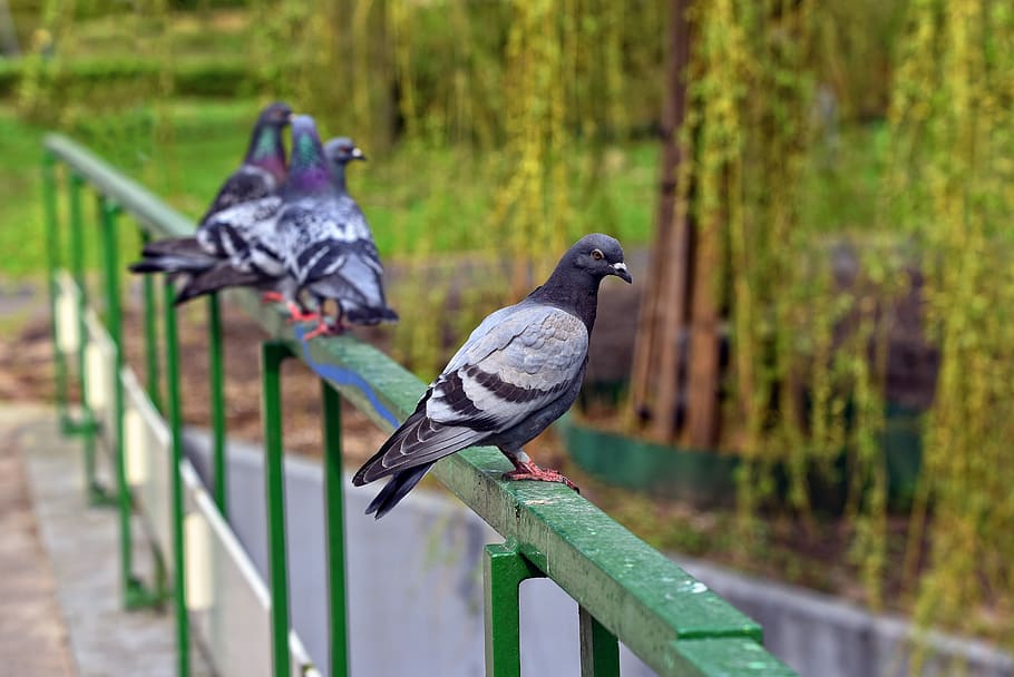 four, gray, pigeons, green, bridge rail, pigeon, bird, animal, rock pigeon, rock dove