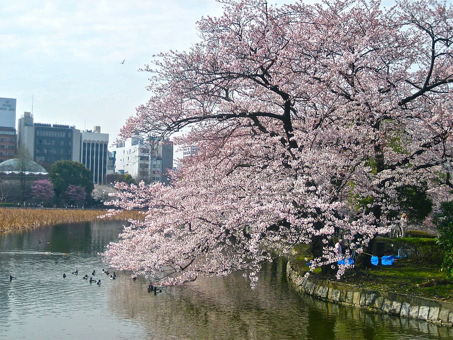 cherry, blossom, trees, river, cherry blossom, tokyo, imperial palace, japanese cherry trees, spring, water