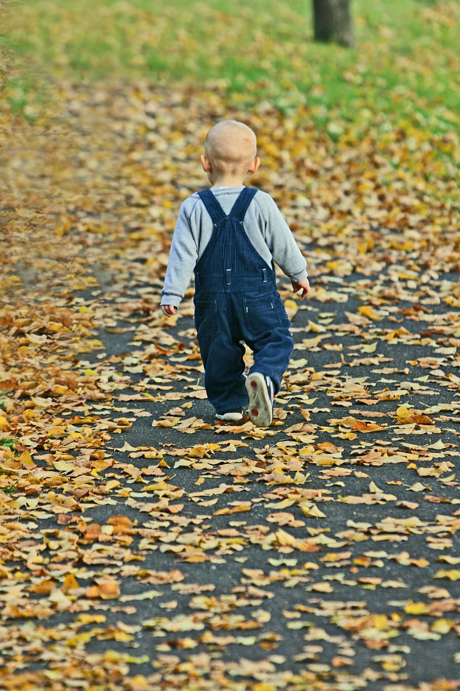 balita, berjalan, kering, daun, tertutup, jalan, bayi, taman, musim gugur, daun gugur