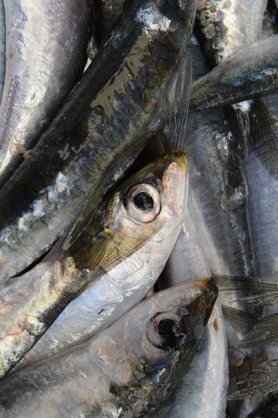 fish, sardines, european sardine, fang, fishing, fresh, silver, eat, food, healthy