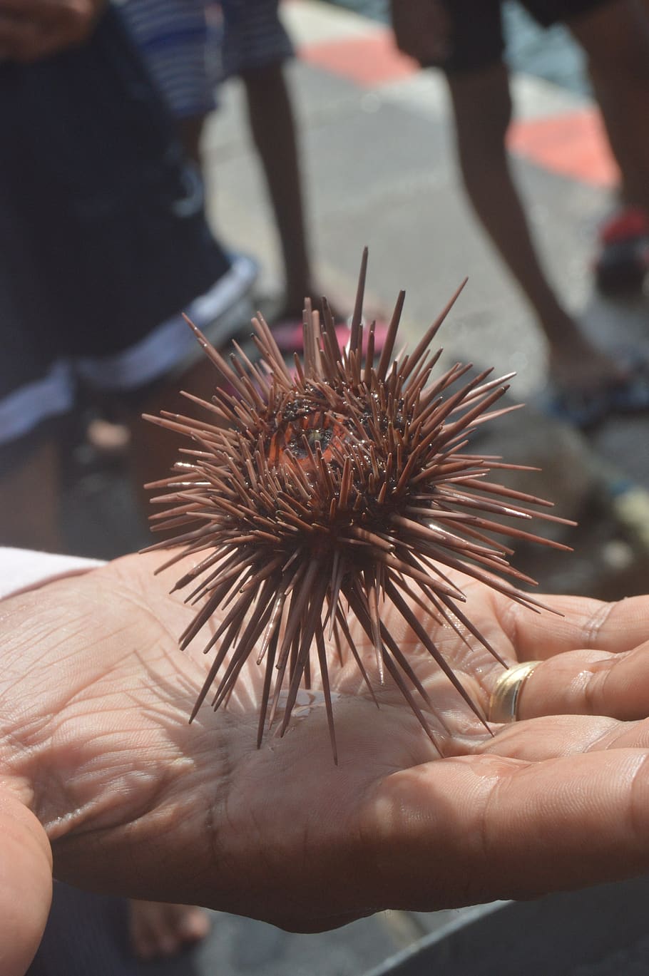 animal, marine, hand, human hand, human body part, sea urchin, real people, unrecognizable person, focus on foreground, holding