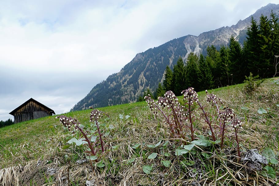 Meadow, Mountains, Allgäu, Stone, behind stone, germany, field, flowers, april, spring