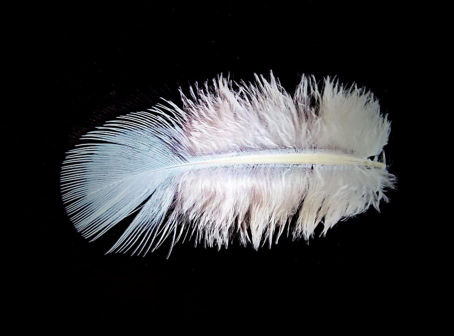 white feather, feather, bird feather, white, top light blue, fine, tender, slightly, fluffy, down soft